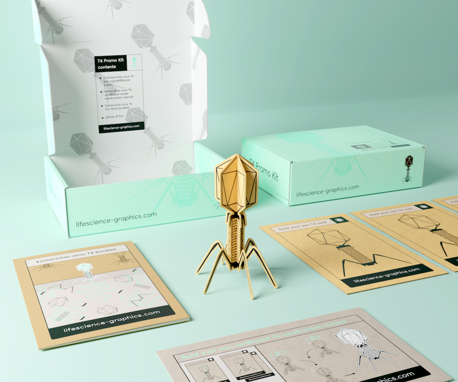 T4 bacteriophage made from cardboard with box and information materials