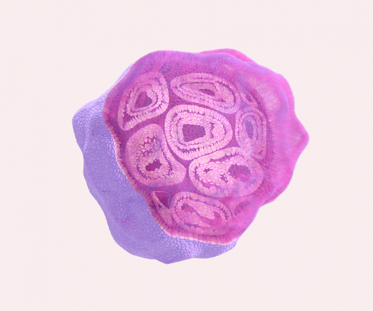 image of cross-section of human cerebral organoid, 3d model