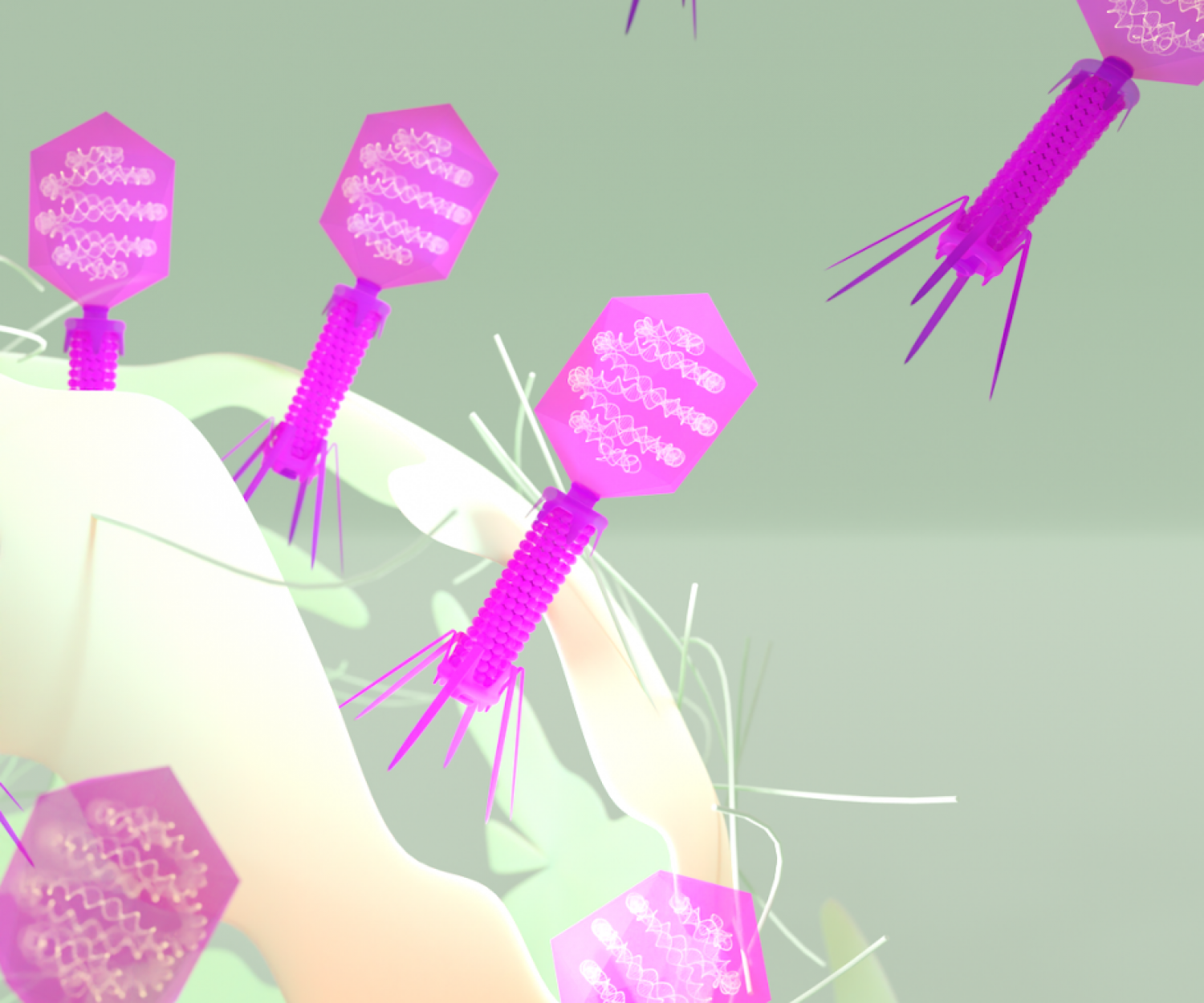 T4 bacteriophages bursting out of an e.coli bacterium.